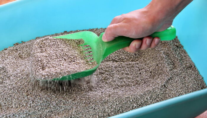 10 ways to make cats use litter boxes