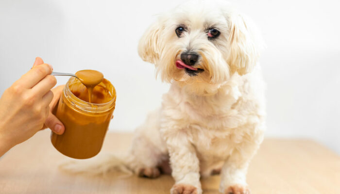 Top 9 human foods that dogs can enjoy